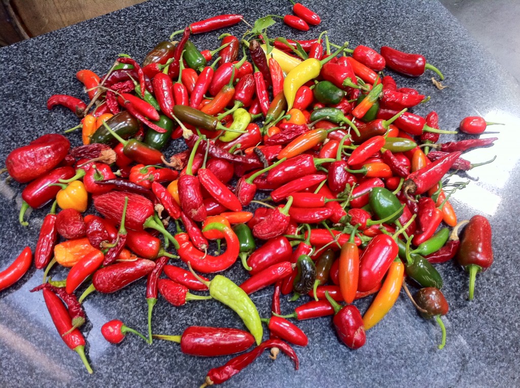Greg's harvest bounty of chili pepper varieties a pile of chili pepper varieties